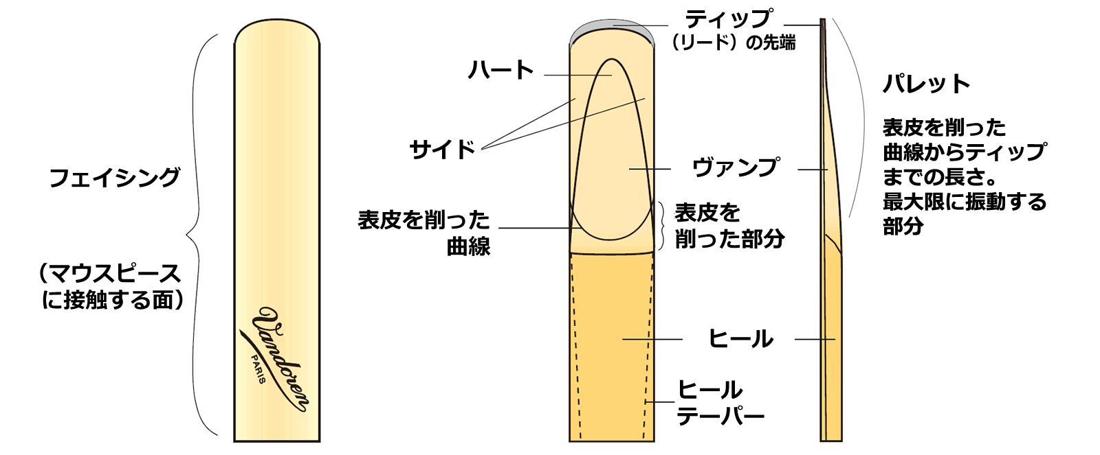 リード各部の名称